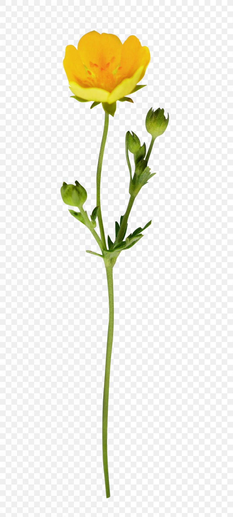 flower-plant-pedicel-yellow-plant-stem-png-1000x2213px-flower-bud