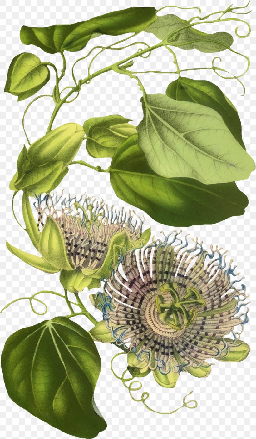 Herbalism Flowering Plant Floral Design Leaf, PNG, 933x1600px, Herb, Flora, Floral Design, Flower, Flowering Plant Download Free