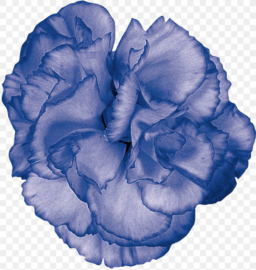 Petal, PNG, 864x911px, Petal, Blue, Flower, Organism, Plant Download Free