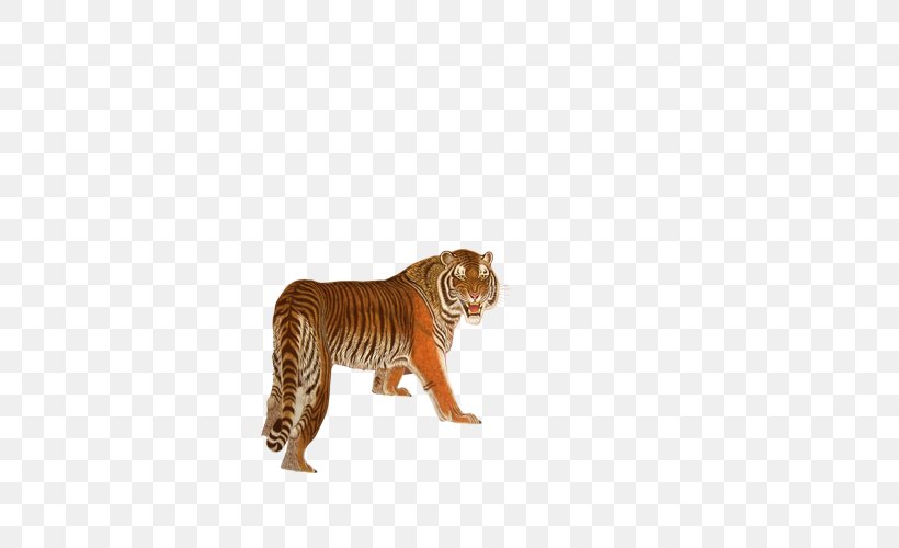 South China Tiger Bengal Tiger Euclidean Vector, PNG, 500x500px, South China Tiger, Animal, Bengal Tiger, Big Cats, Carnivoran Download Free