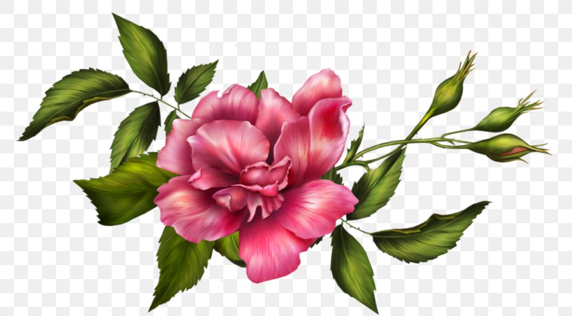 Watercolor Pink Flowers, PNG, 800x453px, Watercolor Painting, Blog, Botany, Bud, Cartoon Download Free
