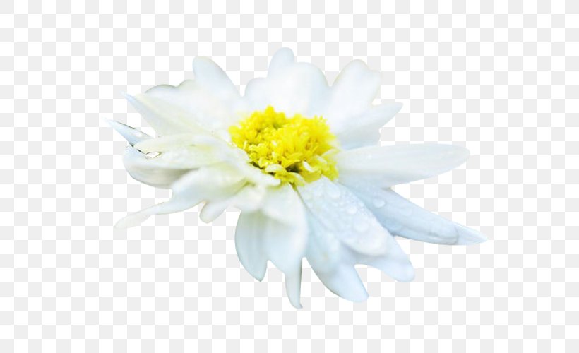 Chrysanthemum Xd7grandiflorum Chrysanthemum Tea Euclidean Vector Resource, PNG, 600x500px, Chrysanthemum Xd7grandiflorum, Chrysanthemum, Chrysanthemum Tea, Chrysanths, Cut Flowers Download Free