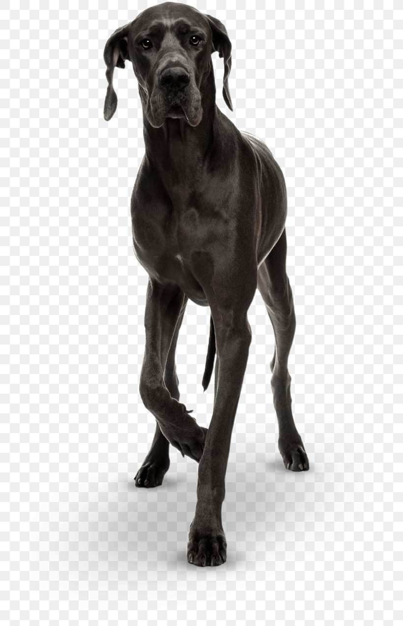 Great Dane Cane Corso Dog Breed Puppy Giant George, PNG, 695x1272px, Great Dane, Animal, Black And White, Cane Corso, Carnivoran Download Free