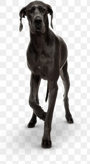 Cane Corso Dog Breed Patterdale Terrier Olde English Bulldogge, PNG,  665x1100px, Cane Corso, Animal, Breed, Breed Group Dog, Bulldog Download  Free