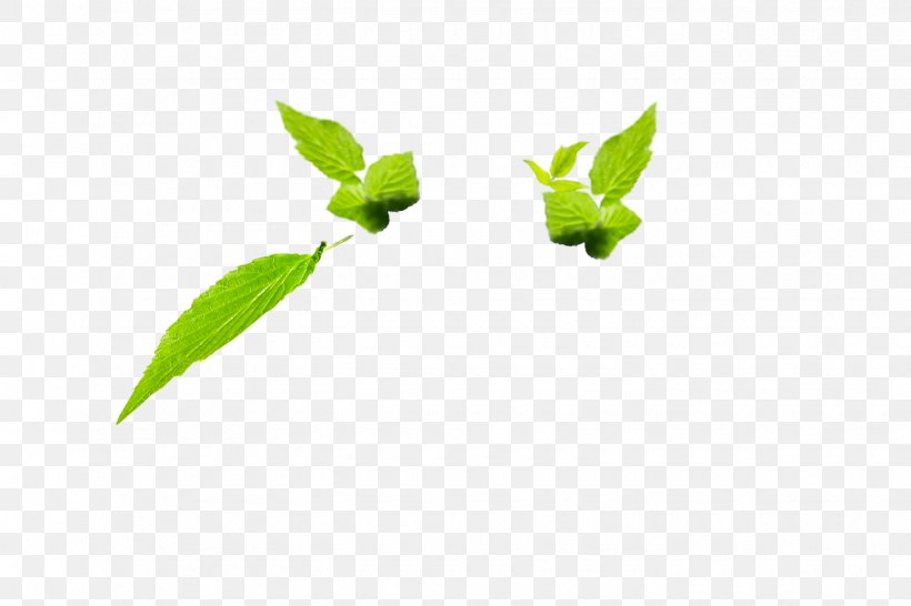 Leaf Plant Stem Herb, PNG, 1440x960px, Leaf, Branch, Herb, Plant, Plant Stem Download Free