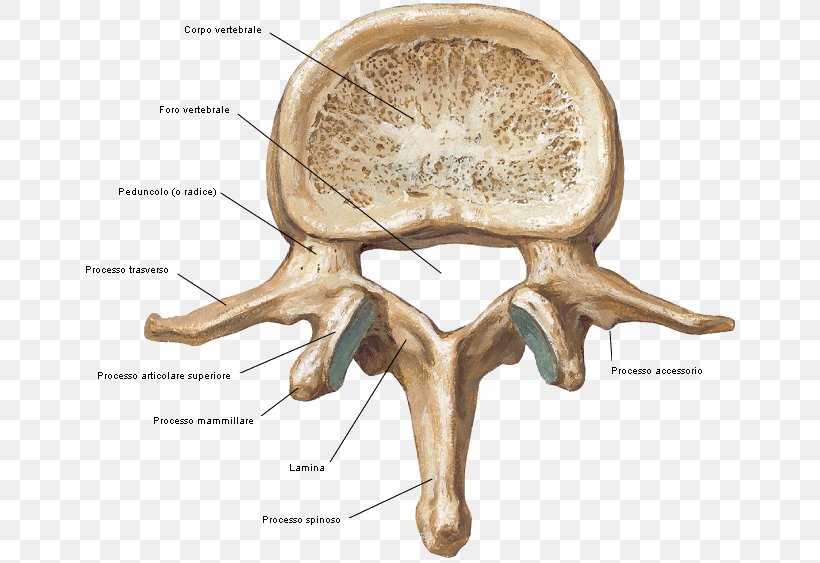 lumbar skeleton