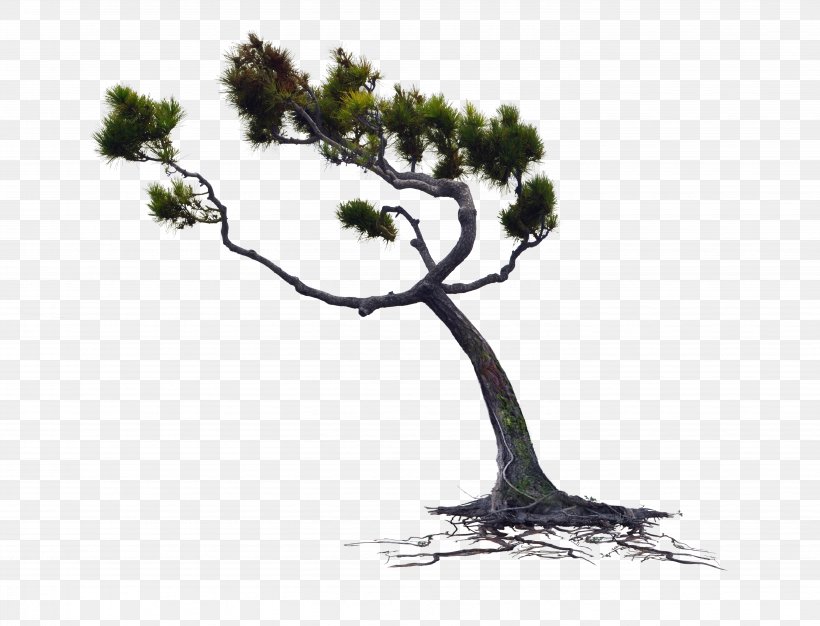 Pine Tree Clip Art, PNG, 5712x4366px, Pine, Bonsai, Branch, Cedar, Conifer Download Free