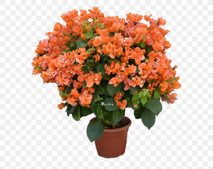 Cut Flowers Flowerpot Houseplant Shrub Flowering Plant, PNG, 590x650px, Cut Flowers, Annual Plant, Flower, Flowering Plant, Flowerpot Download Free