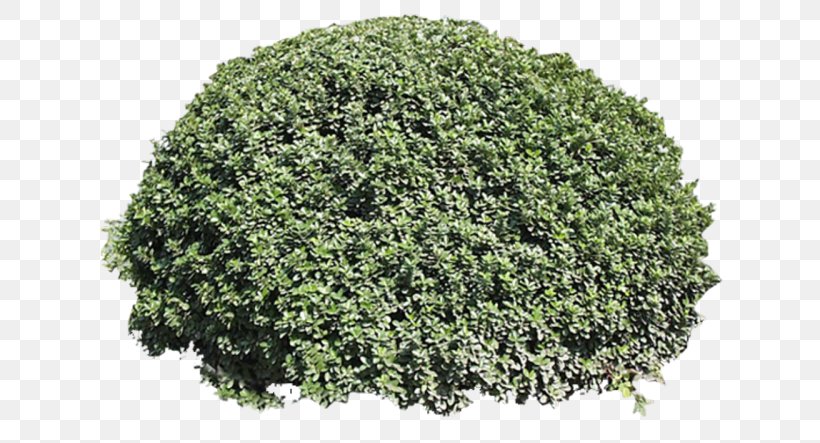 Earth Pigment Iron Oxide Shrub Plant, PNG, 640x443px, Pigment, Earth Pigment, Evergreen, Grass, Herb Download Free