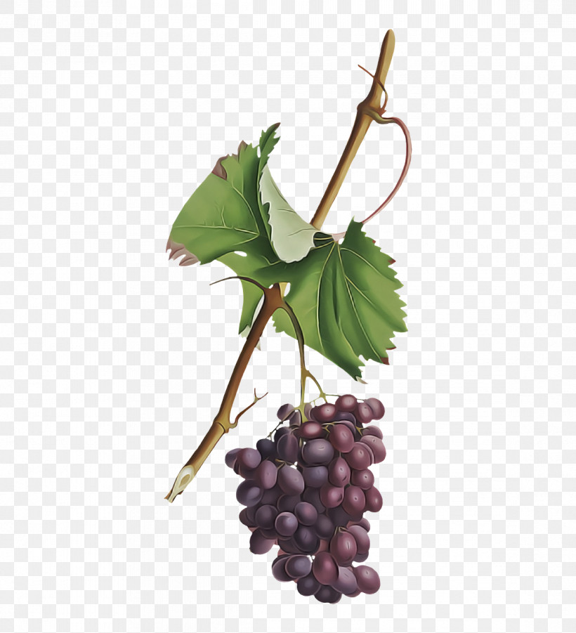 Grape Grapevines Plants Fruit Superfood, PNG, 1164x1280px, Grape, Biology, Extract, Fruit, Grape Seed Extract Download Free