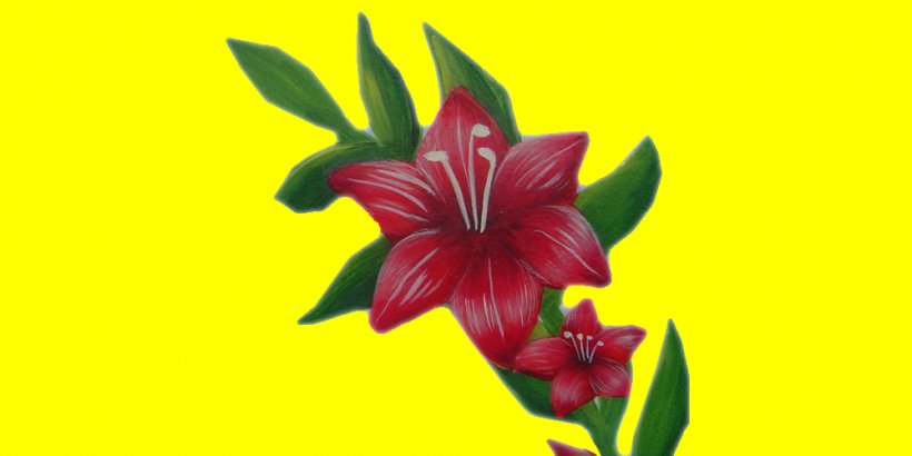 Hippeastrum Cut Flowers Amaryllis Belladonna Plant, PNG, 1000x500px, Hippeastrum, Amaryllis, Amaryllis Belladonna, Amaryllis Family, Cut Flowers Download Free