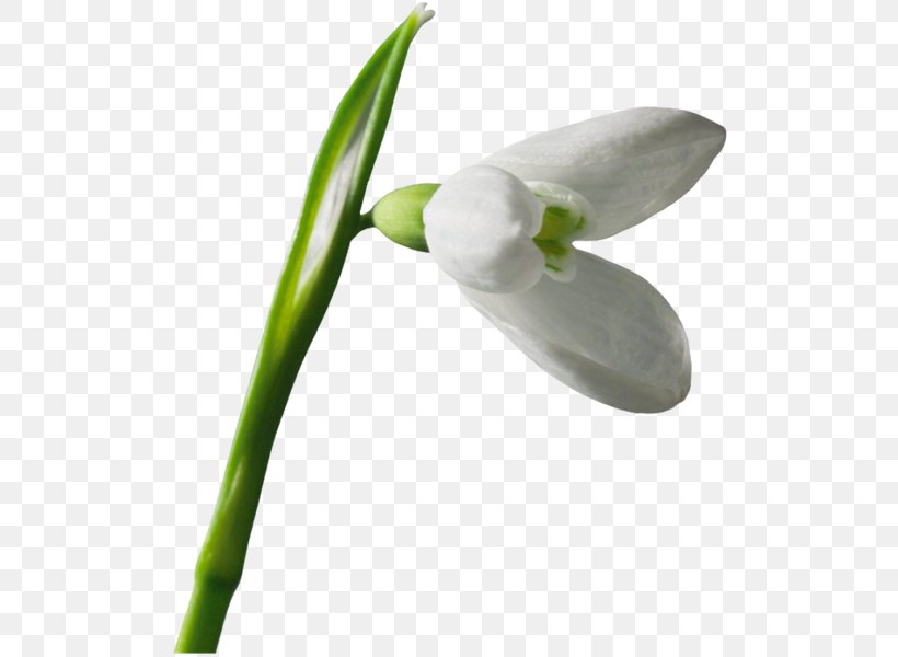 Snowdrop Flower Raster Graphics Clip Art, PNG, 600x600px, Snowdrop, Blog, Email, Flower, Flowering Plant Download Free