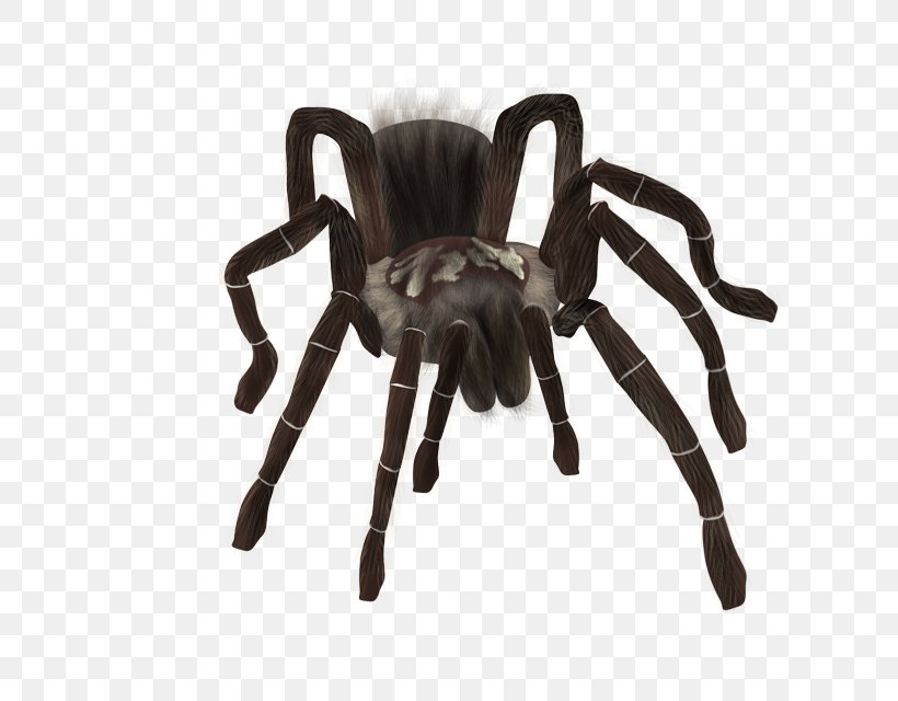 Tarantula Spider, PNG, 640x640px, Tarantula, Animal, Arachnid, Arthropod, Directory Download Free