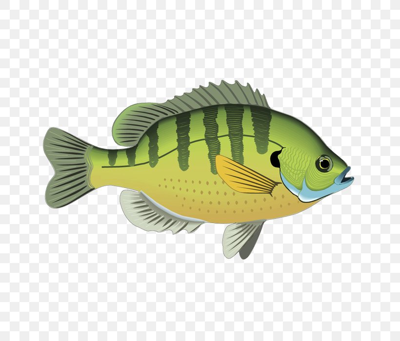 Fresh Water Fishing Clip Art, PNG, 700x700px, Fresh Water, Bass, Fauna, Fish, Fishing Download Free