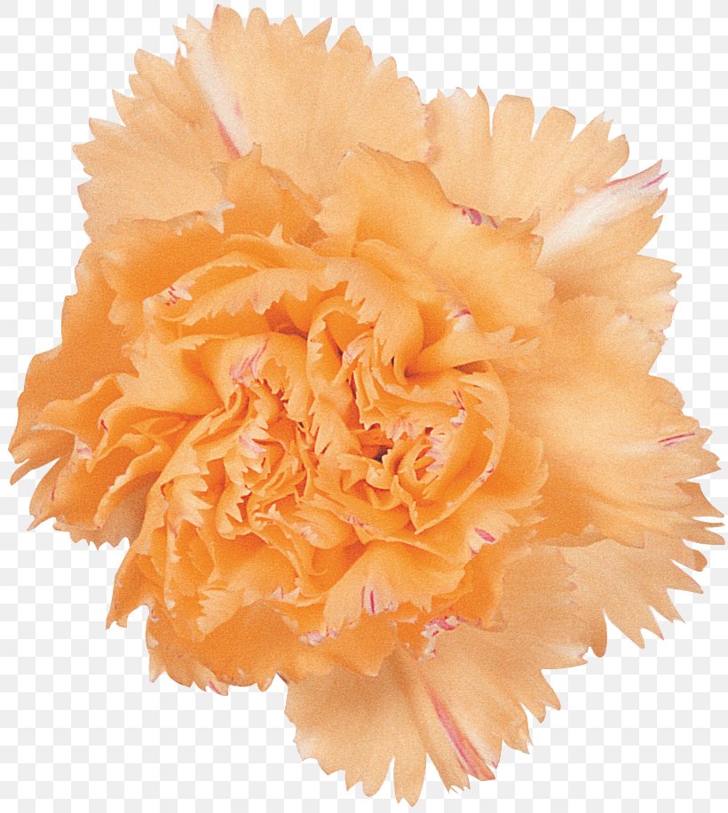 Orange, PNG, 816x916px, Orange, Carnation, Cut Flowers, Flower, Peach Download Free