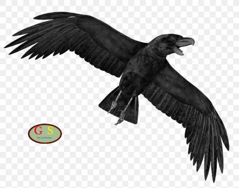 Crow Display Resolution Clip Art, PNG, 1000x786px, Crow, Accipitriformes, Bald Eagle, Beak, Bird Download Free