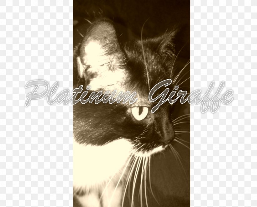 Whiskers Kitten Cat Fur Snout, PNG, 1390x1125px, Whiskers, Black And White, Carnivoran, Cat, Cat Like Mammal Download Free