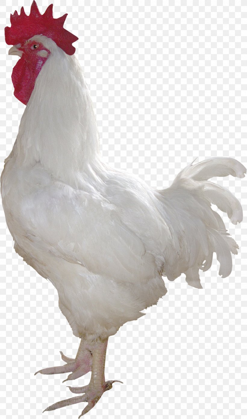 Chicken Rooster Poultry Duck White, PNG, 1622x2756px, Chicken, Animal,  Beak, Bird, Black And White Download Free
