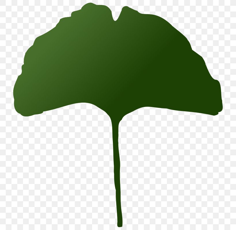 Ginkgo Biloba Tree Plant Clip Art, PNG, 739x800px, Ginkgo Biloba, Anatomy, Energy Development, Grass, Green Download Free