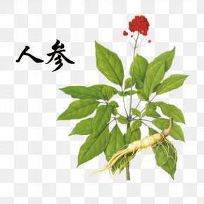 ginseng images ginseng transparent png free download ginseng images ginseng transparent png