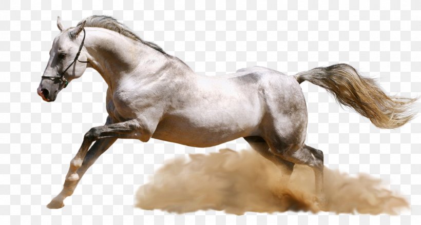 Horse Desktop Wallpaper Ultra-high-definition Television High-definition Video, PNG, 1504x807px, 5k Resolution, Horse, Aspect Ratio, Bit, Bridle Download Free