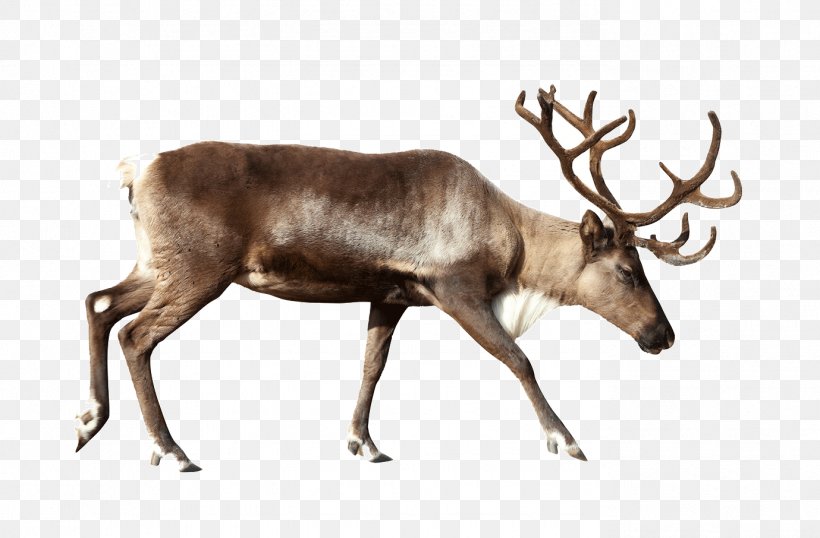 Reindeer Stock Photography Royalty-free Clip Art, PNG, 1379x906px, Reindeer, Antler, Deer, Elk, Even Toed Ungulate Download Free