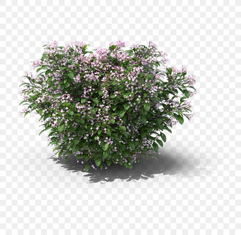 Siberian Peashrub Tree Ornamental Grass, PNG, 800x800px, Shrub, Common Lilac, Customer, Customer Review, Festuca Glauca Download Free