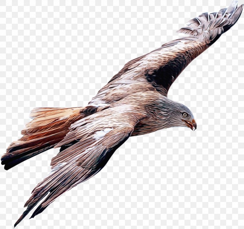 Eagle Drawing, PNG, 1831x1723px, Bald Eagle, Accipitridae, Animal, Beak, Bird Download Free
