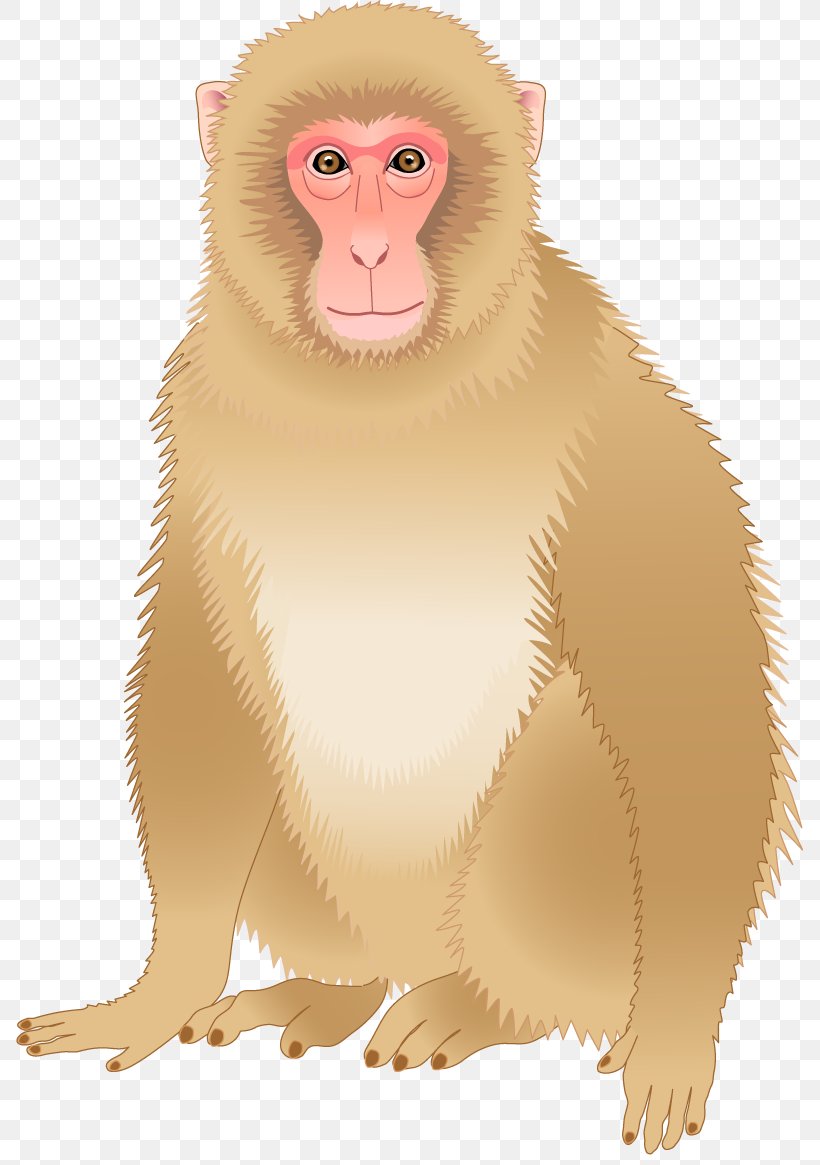 Monkey Download, PNG, 787x1165px, Monkey, Animal, Cartoon, Fauna, Gratis Download Free