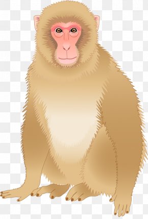 Old World Monkey PNG and Old World Monkey Transparent Clipart Free  Download. - CleanPNG / KissPNG