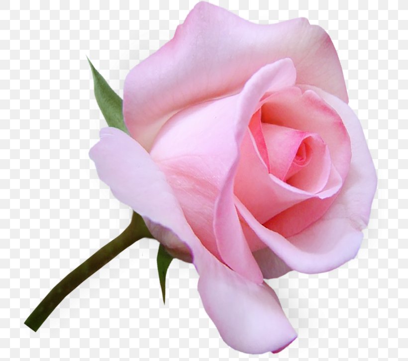 Flower Garden Roses Clip Art, PNG, 736x726px, Flower, Beautiful Trauma, China Rose, Cut Flowers, Floribunda Download Free
