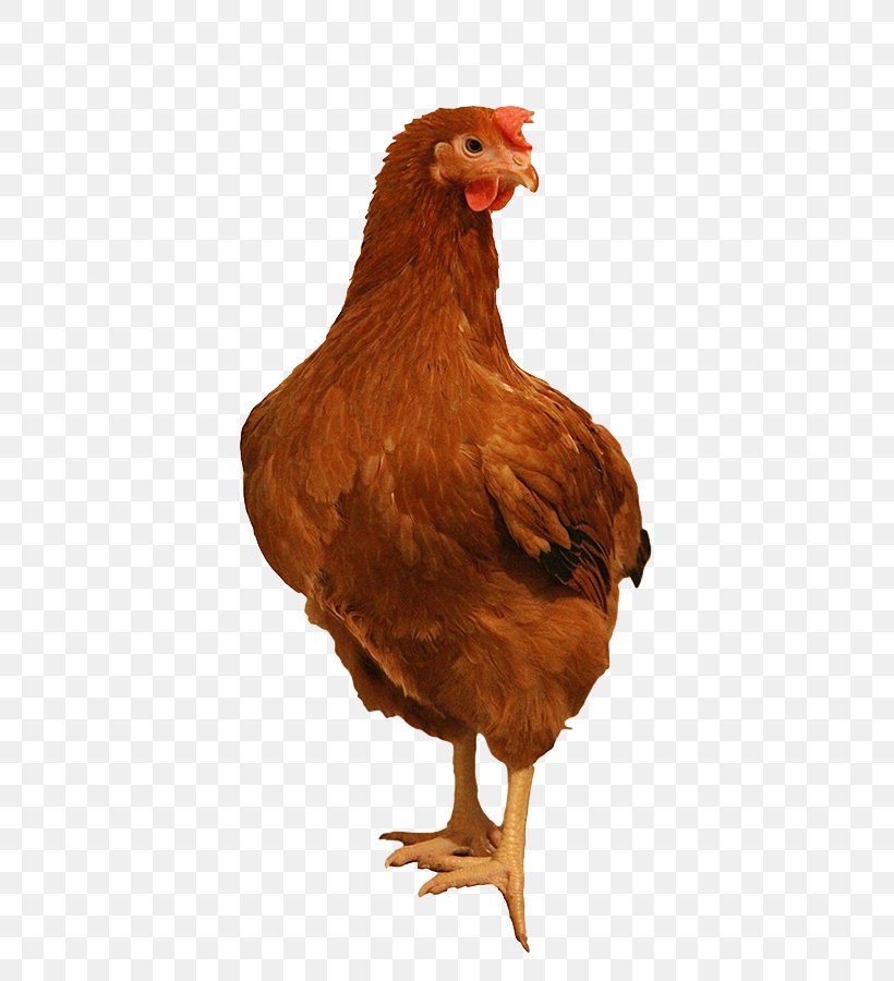 Rooster Leghorn Chicken Rhode Island Red Sussex Chicken Plymouth Rock Chicken, PNG, 482x900px, Rooster, Beak, Bird, Breed, Capon Download Free