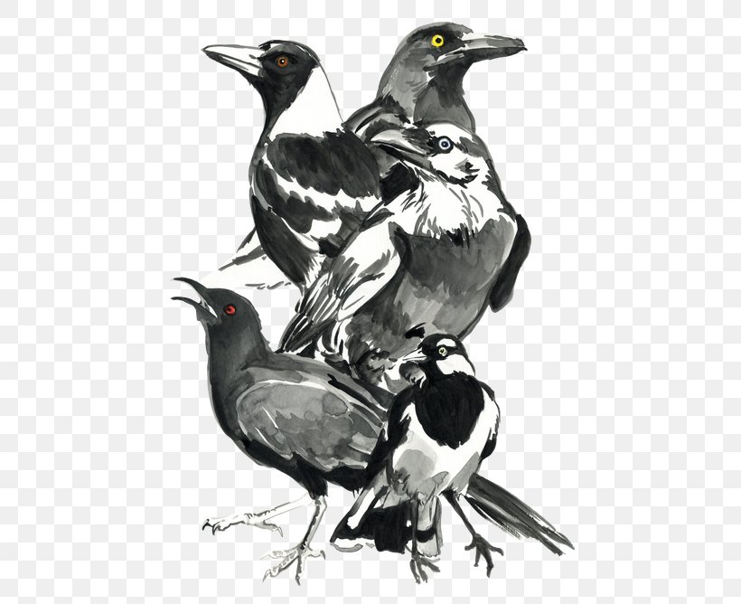 Bird Australian Magpie Magpie-lark Australian Raven, PNG, 500x668px, Bird, Artist, Australian Magpie, Australian Raven, Beak Download Free