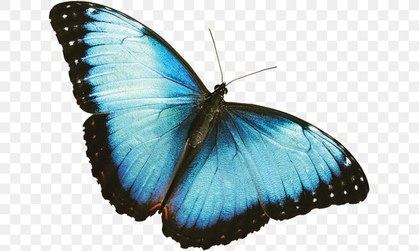 Butterfly Morpho Menelaus Frederik Meijer Gardens & Sculpture Park Desktop Wallpaper, PNG, 629x492px, Butterfly, Arthropod, Black Swallowtail, Blue, Blue Butterfly Download Free