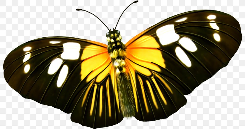 Butterfly Yellow Insect, PNG, 800x431px, Butterfly, Arthropod, Brush Footed Butterfly, Designer, Insect Download Free