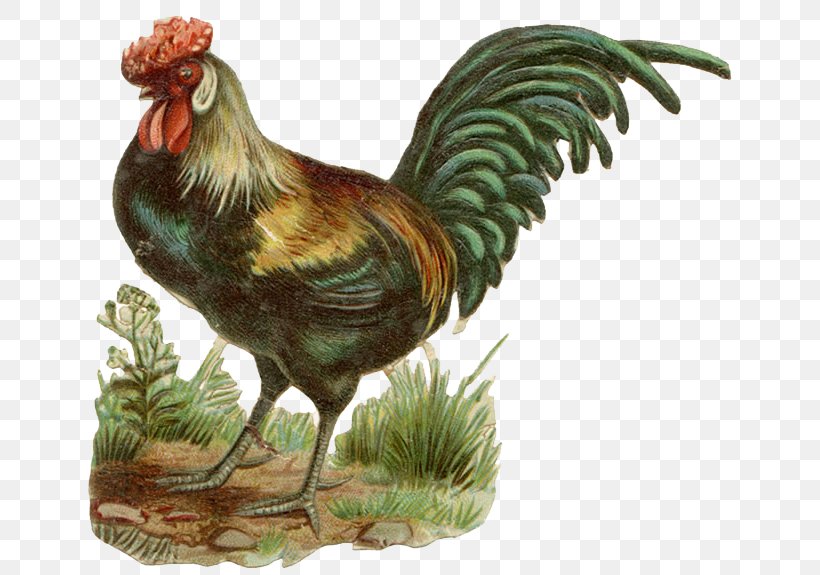 Chicken Rooster Farm Drawing Clip Art, PNG, 650x575px, Chicken, Beak, Bird, Drawing, Farm Download Free