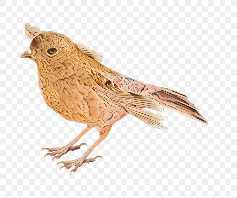 Bird Beak Songbird Perching Bird Finch, PNG, 685x685px, Bird, Beak, Finch, House Sparrow, Perching Bird Download Free