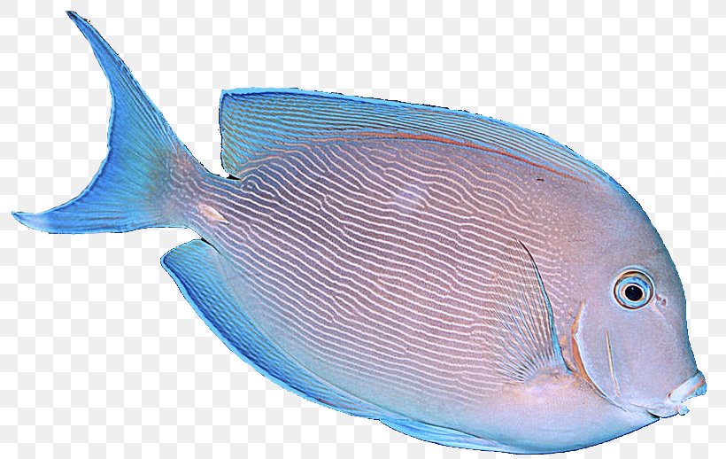 Fish Fish Blue Sole Pomacanthidae, PNG, 807x518px, Fish, Blue, Bonyfish, Fish Products, Pomacanthidae Download Free