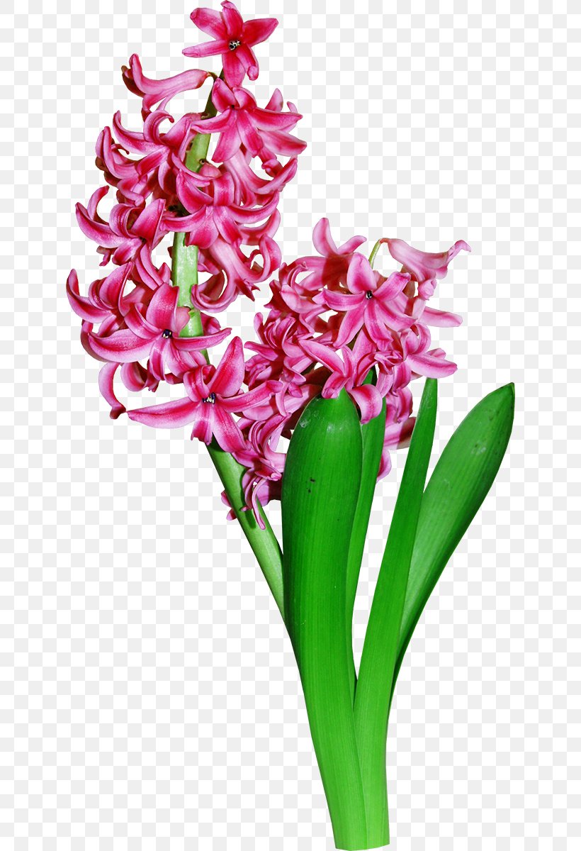 Floral Design Flower Hyacinth, PNG, 634x1200px, Floral Design, Cut Flowers, Data Compression, Floristry, Flower Download Free