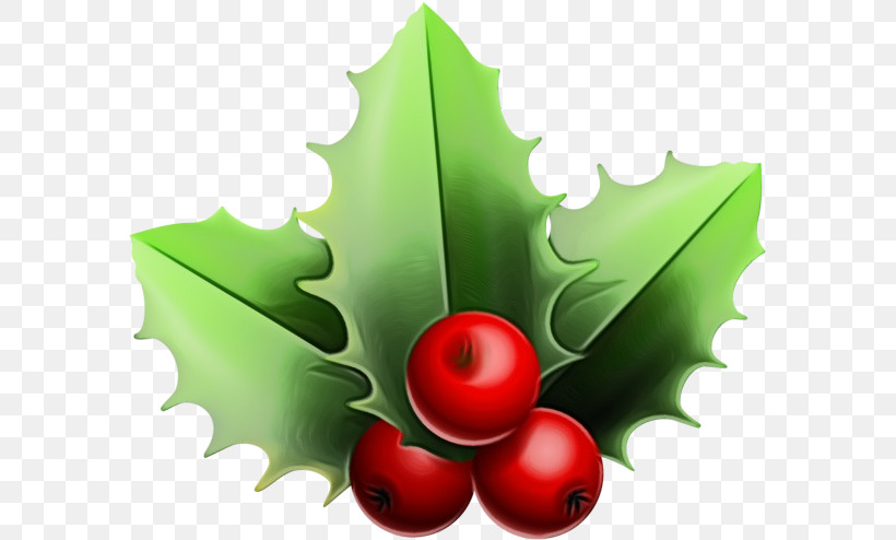 Holly, PNG, 584x494px, Watercolor, American Holly, Holly, Hollyleaf Cherry, Leaf Download Free