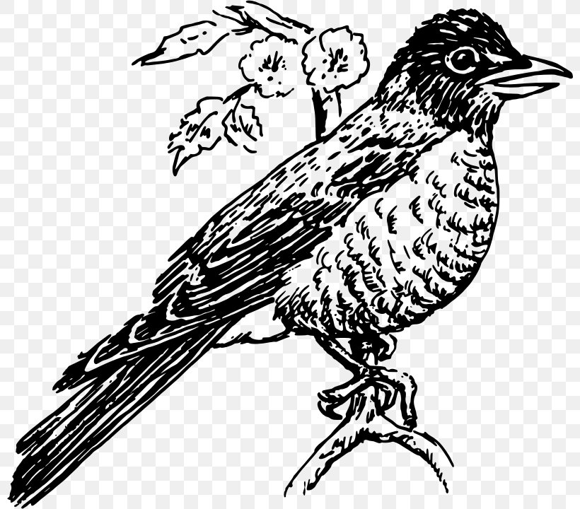 American Robin Line Art Clip Art, PNG, 800x720px, American Robin, Art, Artwork, Beak, Bird Download Free