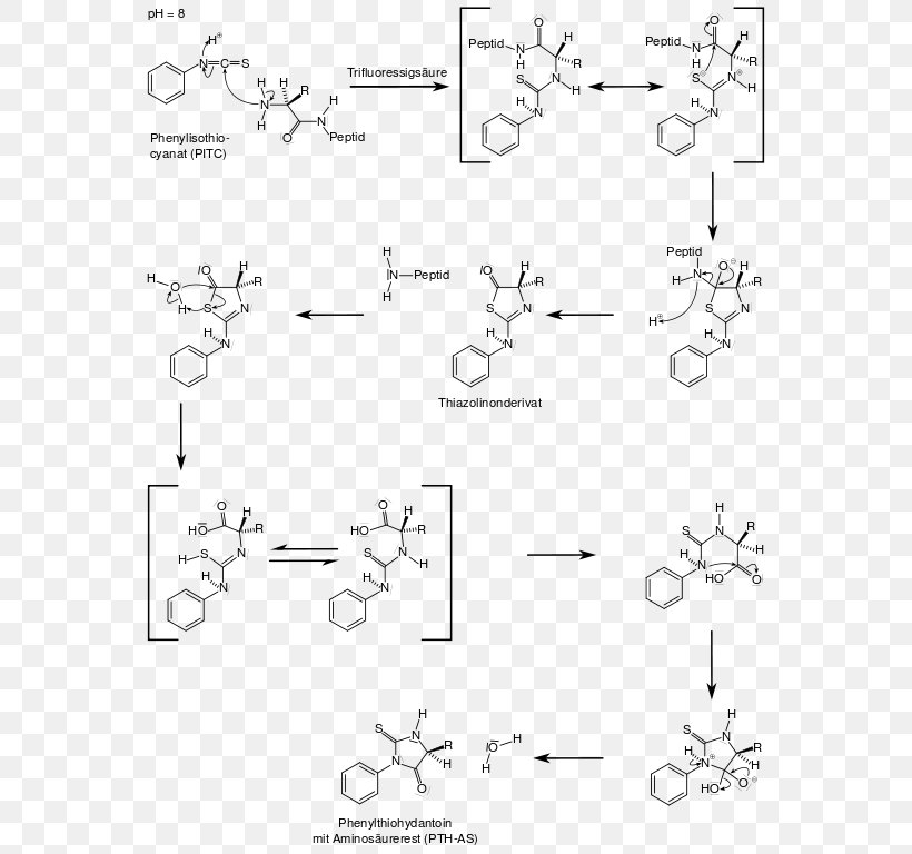 Edman Degradation BKChem Reaction Mechanism /m/02csf, PNG, 562x768px, Edman Degradation, Area, Bkchem, Black And White, Diagram Download Free