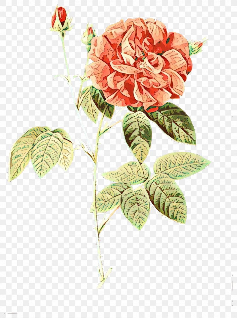 French Rose Damask Rose Clip Art Stock Photography Illustration, PNG, 1786x2400px, French Rose, Art, Botany, Bouquet, Cabbage Rose Download Free