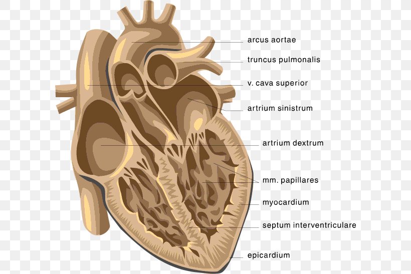 Heart Venn Diagram Anatomy Clip Art, PNG, 600x547px, Watercolor, Cartoon, Flower, Frame, Heart Download Free