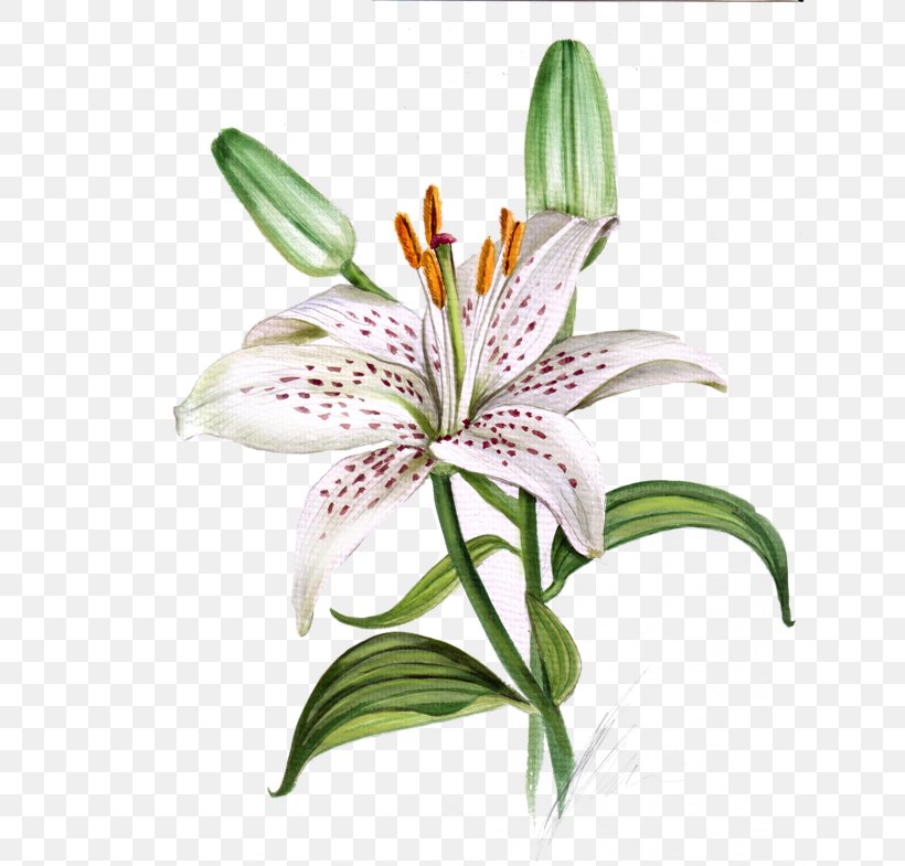 Lily Flower Cartoon, PNG, 800x785px, Watercolor Painting, Amaryllis Belladonna, Crinum, Daylily, Drawing Download Free