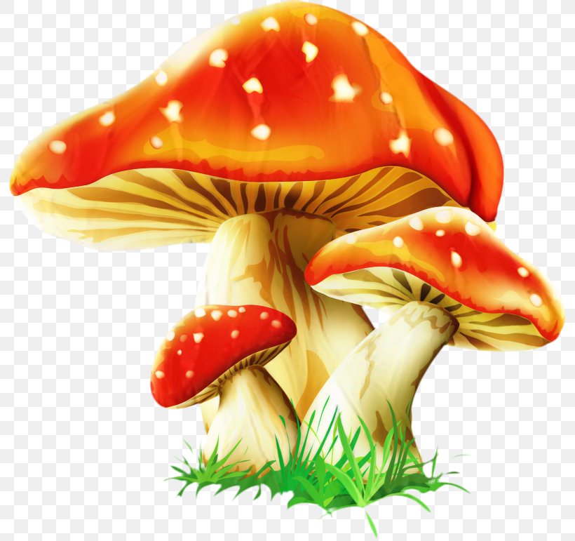 Clip Art Vector Graphics Image Mushroom, PNG, 800x771px, Mushroom, Agaric, Agaricomycetes, Agaricus, Drawing Download Free