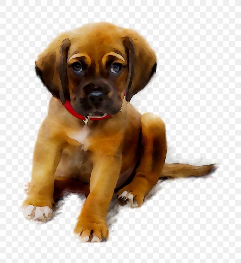Puppy Labrador Retriever Pug Kitten Cat, PNG, 1010x1100px, Puppy, American Mastiff, Black Mouth Cur, Boerboel, Boxer Download Free