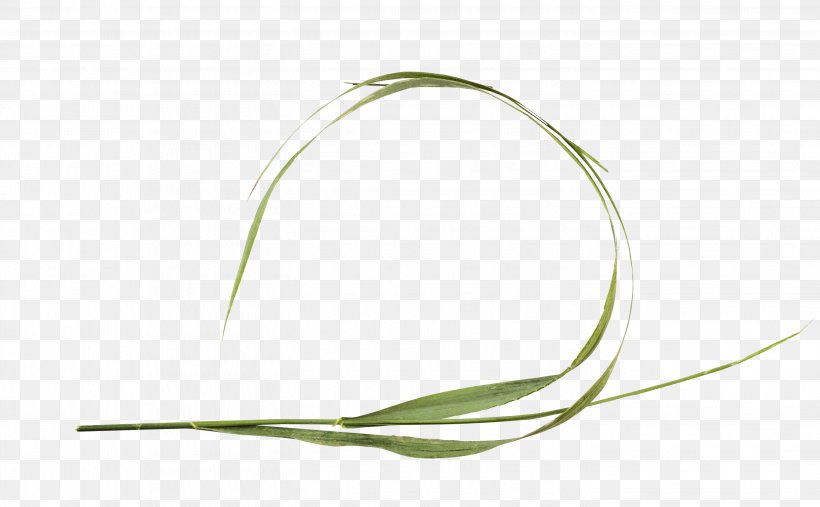 Commodity Leaf Line, PNG, 2839x1756px, Commodity, Grass, Grass Family, Leaf, Plant Stem Download Free