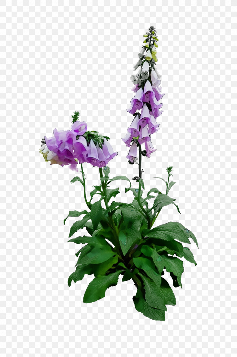 Lavender, PNG, 958x1440px, Watercolor, Annual Plant, Bellflower Family, Bellflowers, Biology Download Free
