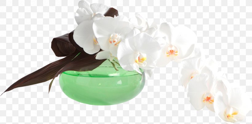 Moth Orchids Cut Flowers, PNG, 999x494px, Orchids, Cut Flowers, Flower, Flowering Plant, Green Download Free